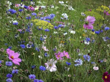 Sortie Nature : Le temps des plantes messicoles est de retour