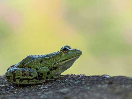BRANCHE-TOI SUR FRÉQUENCE GRENOUILLE !