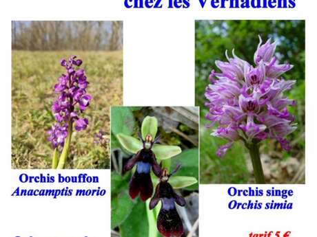 Festival orchidéen chez les Vernadiens