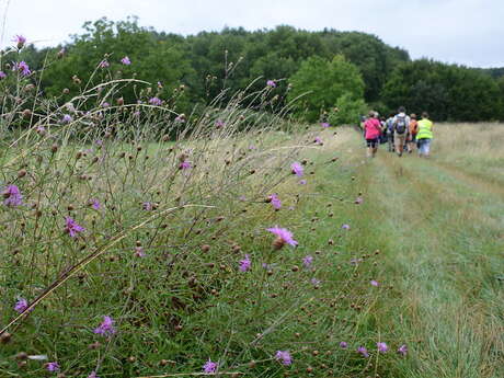 Sentier pédestre "La Louine"