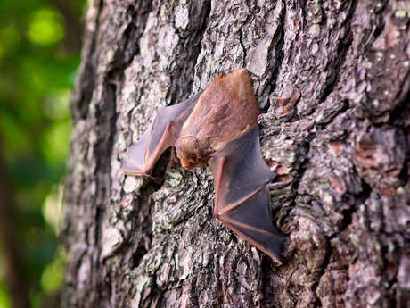 Soirée chauve-souris