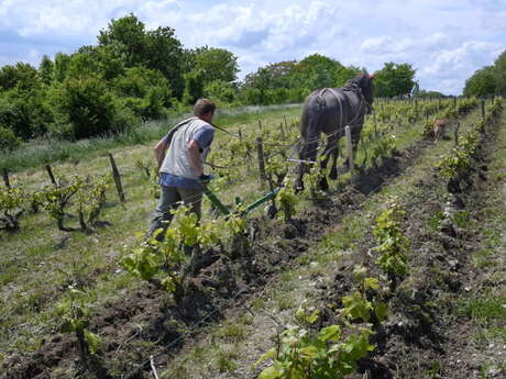 Domaine Vigneau-Chevreau