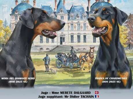 Exposition beauté nationale Dobermann France