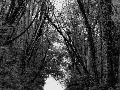 Exposition "Histoires d'hommes, de femmes et d'arbres Photographies de Bernard Descamps