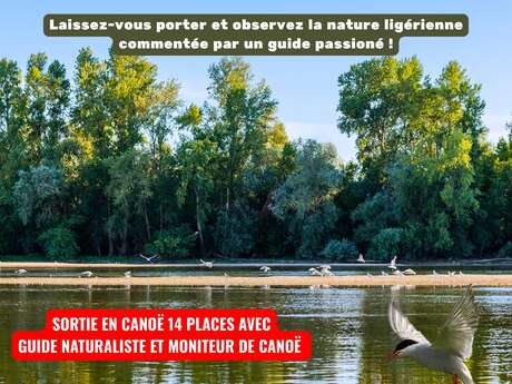 Balade crépusculaire en canoë – à la découverte des oiseaux de la Loire