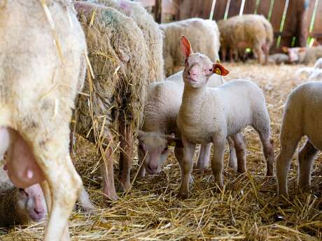 Brebis du Lochois - GAEC Froidevaux-Cornuet