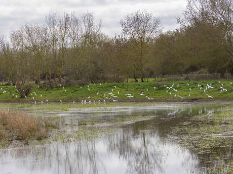 L’île de Tours et la Cunette