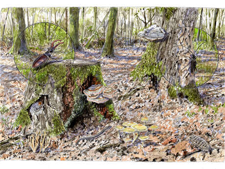 La forêt de Saint-Benoît-la-Forêt