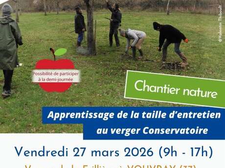 Apprentissage de la taille d'entretien au verger Conservatoire