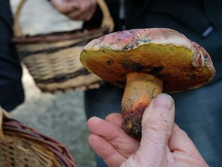 La visite troglo-champignons