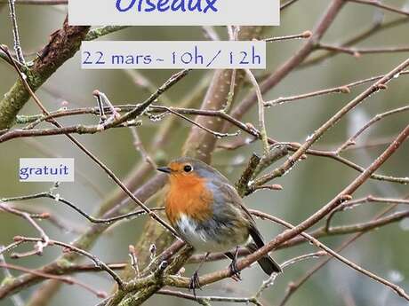 Découverte des oiseaux