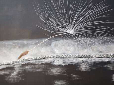 Exposition de peintures de Ginka