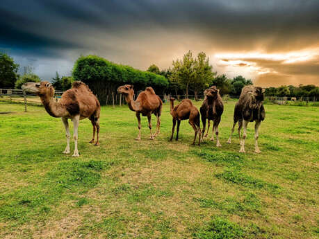 Le Clos Camelin - Elevage de dromadaires