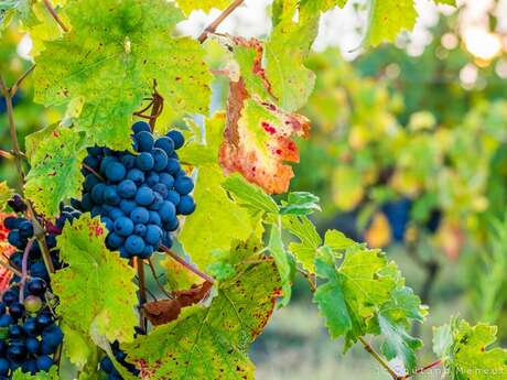 Portes ouvertes au Vignoble de la Rodaie