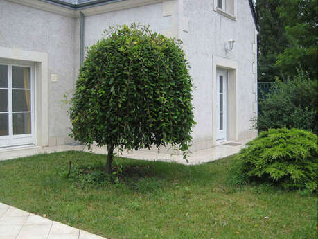 Les Agapanthes - Meublé Primevères