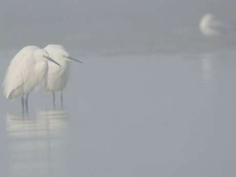 Le bal hivernal des oiseaux