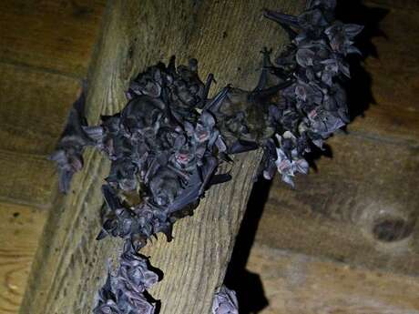 Les ailes de la nuit