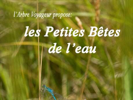 A la découverte des petites bêtes de l'eau.
