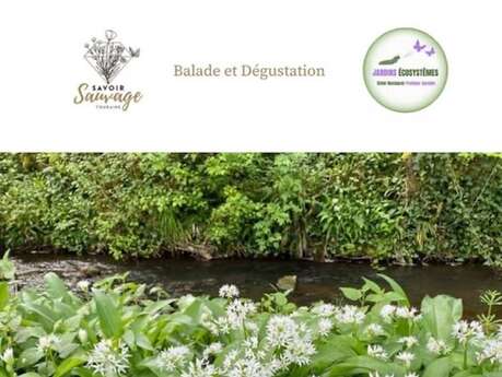 Balade, formation découverte et dégustation des plantes sauvages comestibles