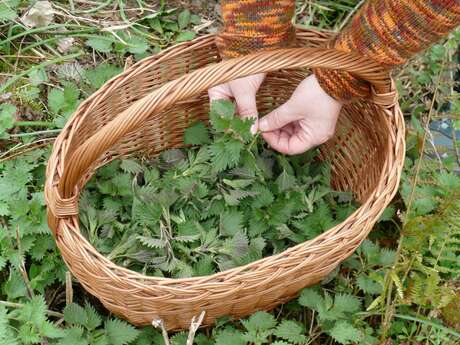 Découverte et dégustation de plantes sauvages comestibles