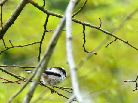 A l'aube avec les oiseaux