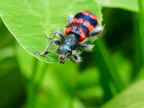 Macro photos de petites bêtes