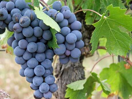 Caves Ouvertes du Domaine Marchesseau