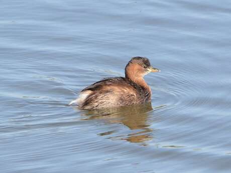 Un froid de canards sur le Louroux