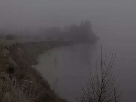 Nebula liger : un fleuve à soi