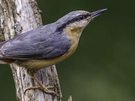 Sortie nature avec la LPO