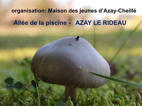 Sortie champignon en Touraine