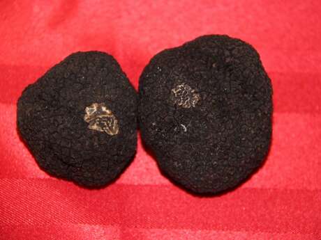 Marché aux truffes et produits du terroir