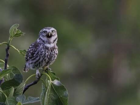 Une chouette sortie