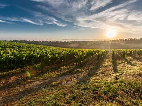 Prologue du Chapitre des Vendanges au Domaine Dutertre