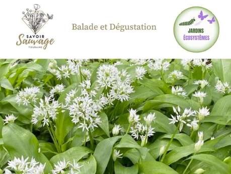 Balade, formation découverte et dégustation des plantes sauvages comestibles
