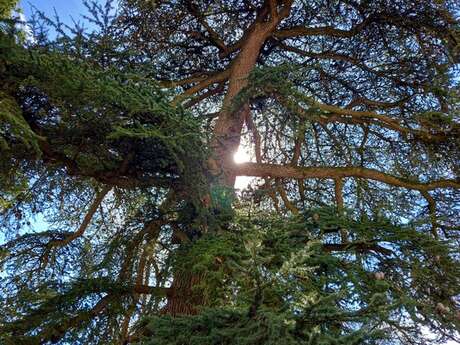 Atelier Qu’est-ce qu’une forêt naturelle ?