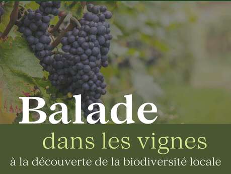 Balade dans les Vignes