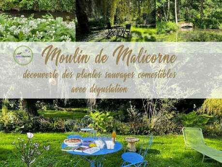 Balade, formation découverte et dégustation des plantes sauvages comestibles