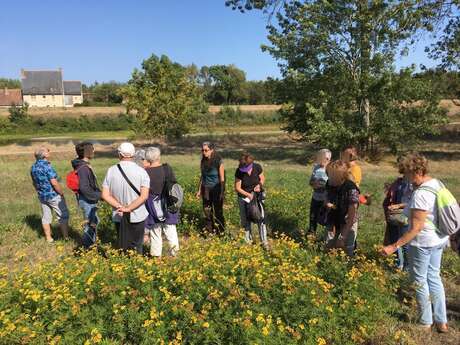 Découverte des plantes sauvages à Montlouis-sur-Loire