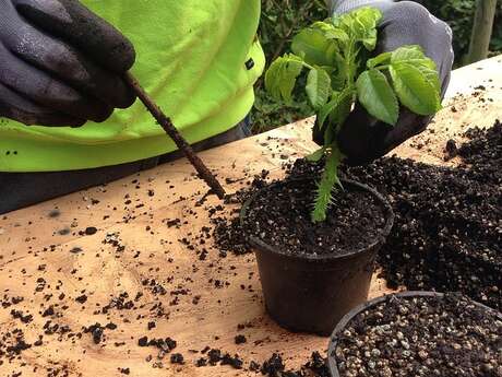 Atelier végétal Kokedama au café La Belle Poule