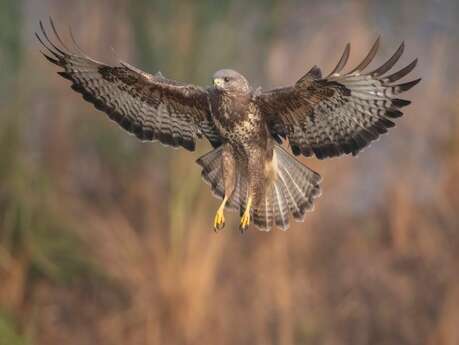 Sortie ornithologie