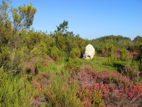 Le camp des romains à Cinais