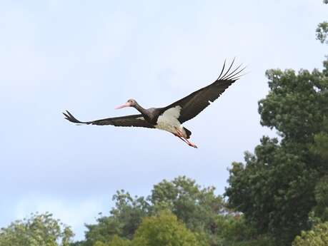 Cigognes et rapaces en migration