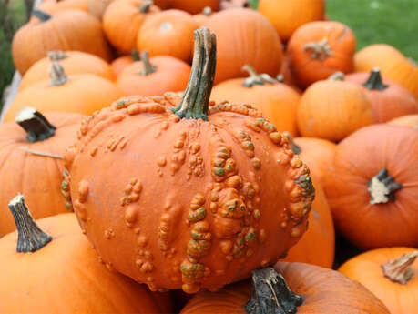 Animation Halloween en piscine