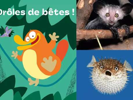 Exposition Drôles de bêtes !