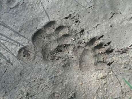 Pisteurs de la vie sauvage Pisteurs de la vie sauvage