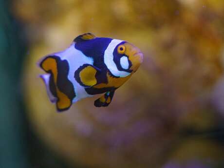 Aquarium de Touraine