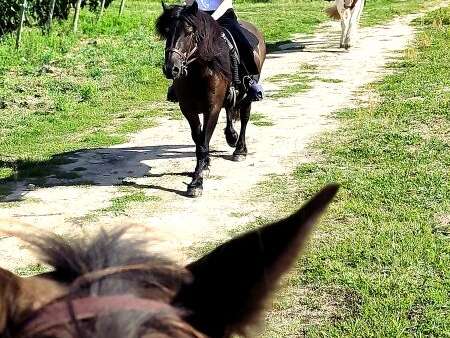 Horse Journey