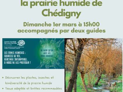 Découvrez, observez les plantes et insectes des prairies humides