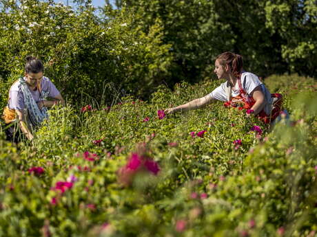 Participez à une journée au milieu des roses - Formation 1 jour